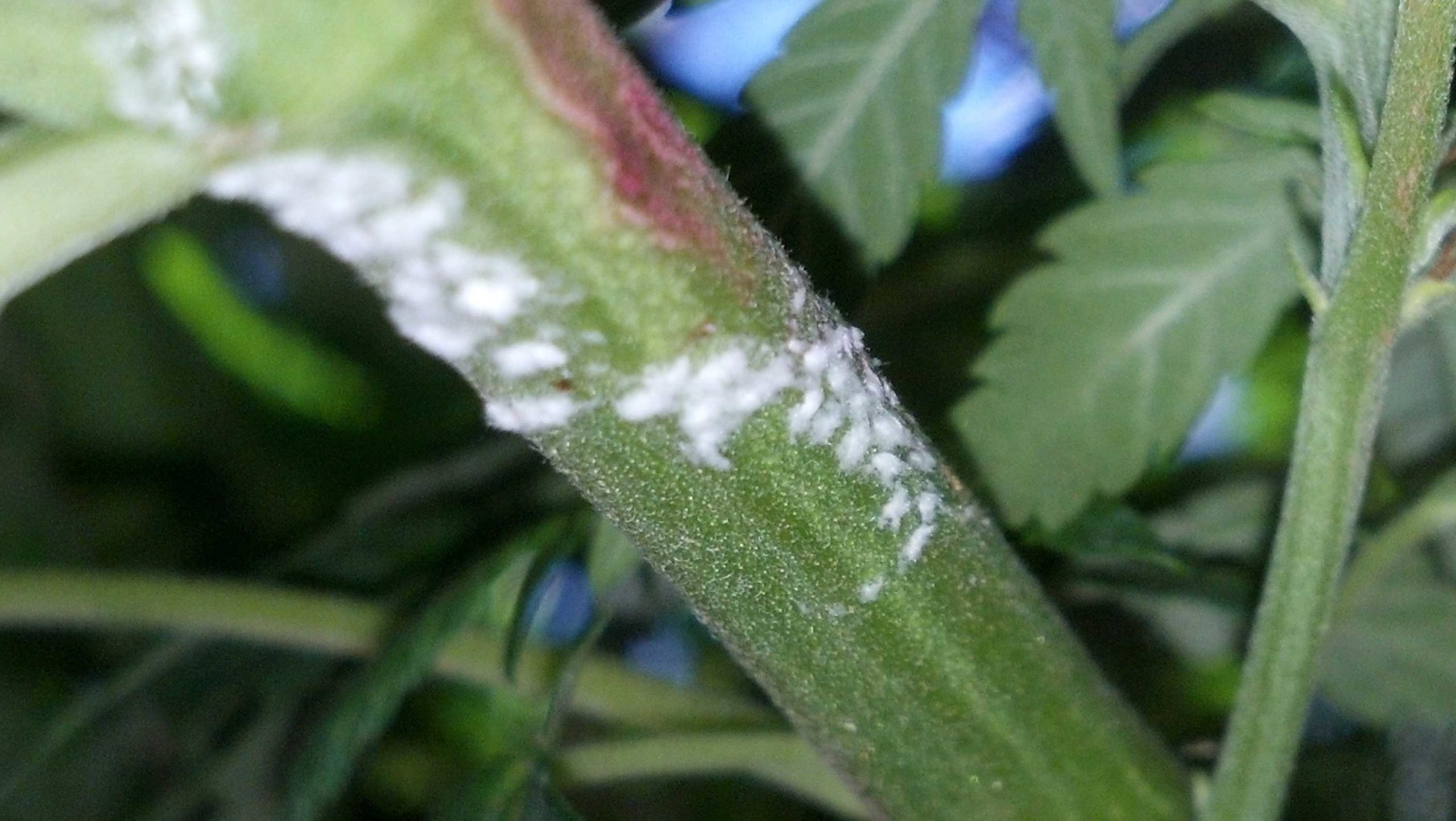 moisissure blanche plantes