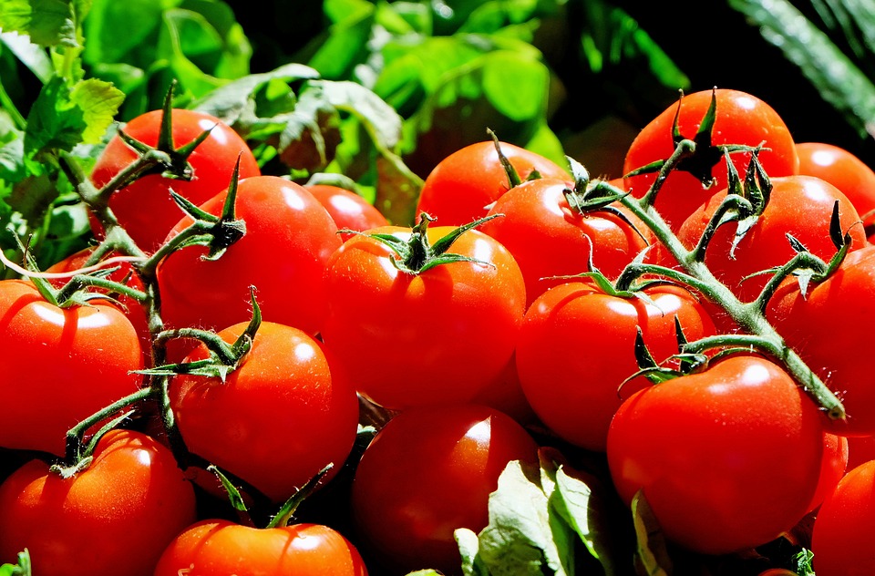 tomate planter