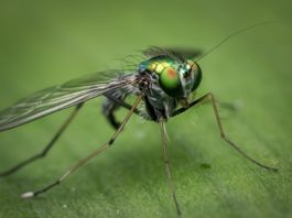Comment éviter la prolifération des moustiques dans son jardin ?