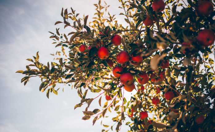 Tout savoir sur la taille des arbres fruitiers : calendrier, méthodes, astuces