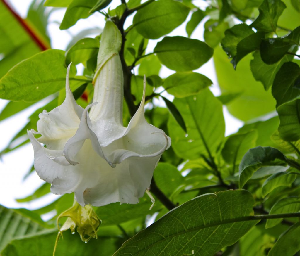 Brugmansia fleurs blanches
