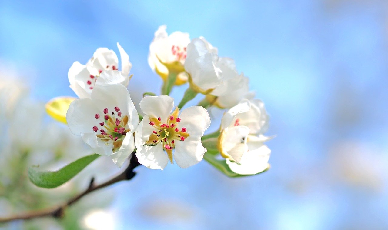 fleurs blanches du pommier à fleur
