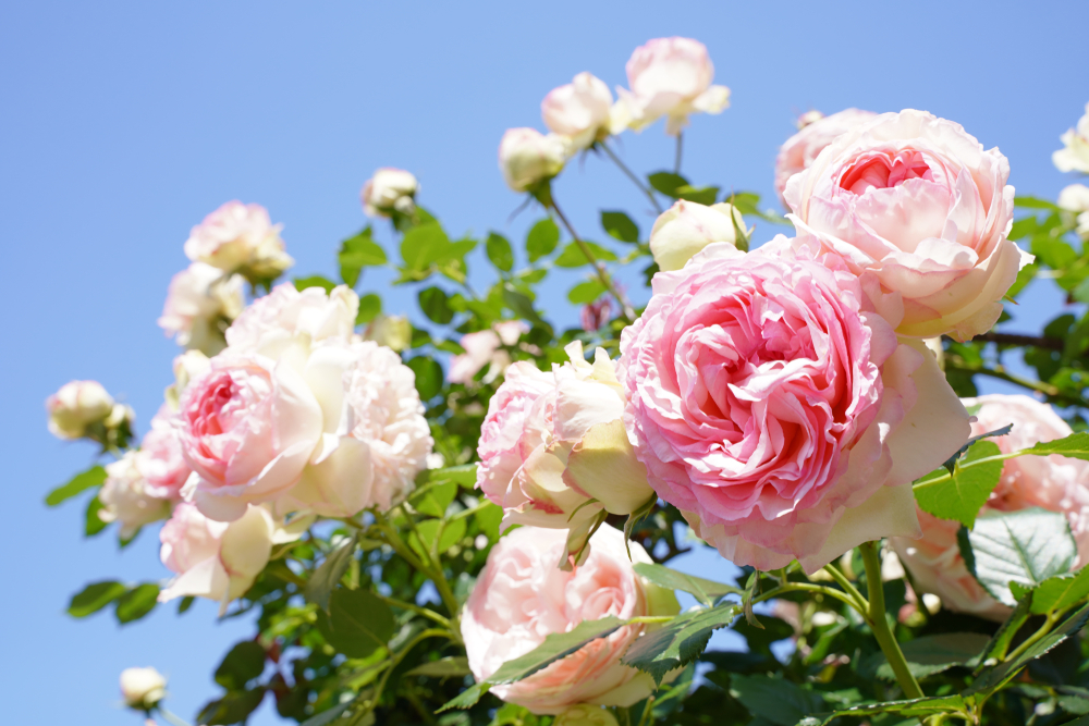 Le rosier Pierre de Ronsard : l'histoire vraie - Paroles de jardiniers