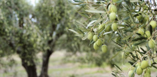 Quand et comment tailler un olivier?