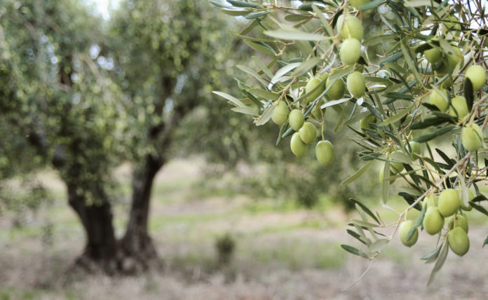 Quand et comment tailler un olivier?