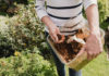 6 astuces pour utiliser le marc de café au jardin ou au potager