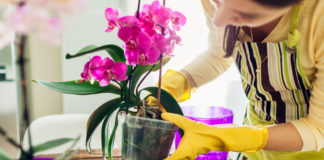 Faire refleurir une orchidée en 6 astuces