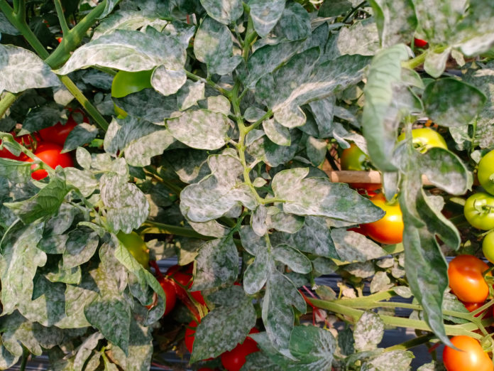 mildiou des tomates que faire