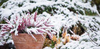 Comment arroser ses plantes en hiver