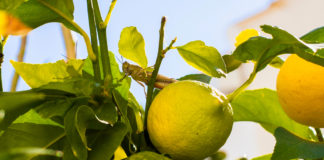 Maladie du citronnier photos et traitements