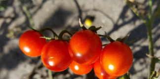 Tomate Saint-Pierre culture, semis, récolte, repiquage