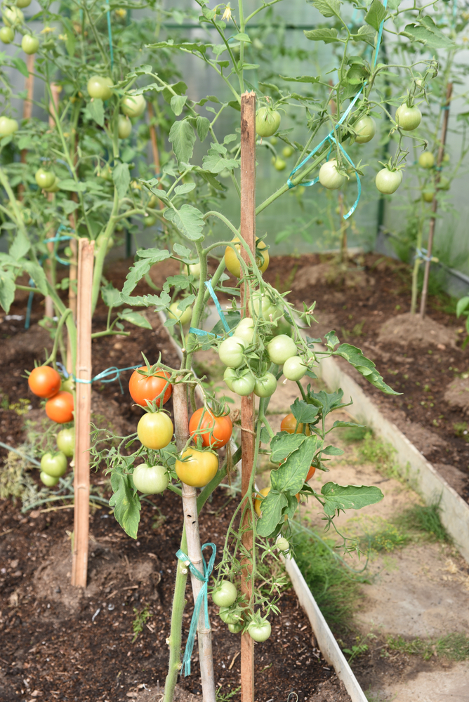 tomates Saint-Pierre