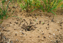 Quel anti-fourmi naturel  