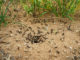 Quel anti-fourmi naturel  