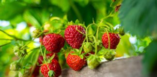 5 conseils et précautions pour planter des fraises