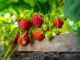 5 conseils et précautions pour planter des fraises