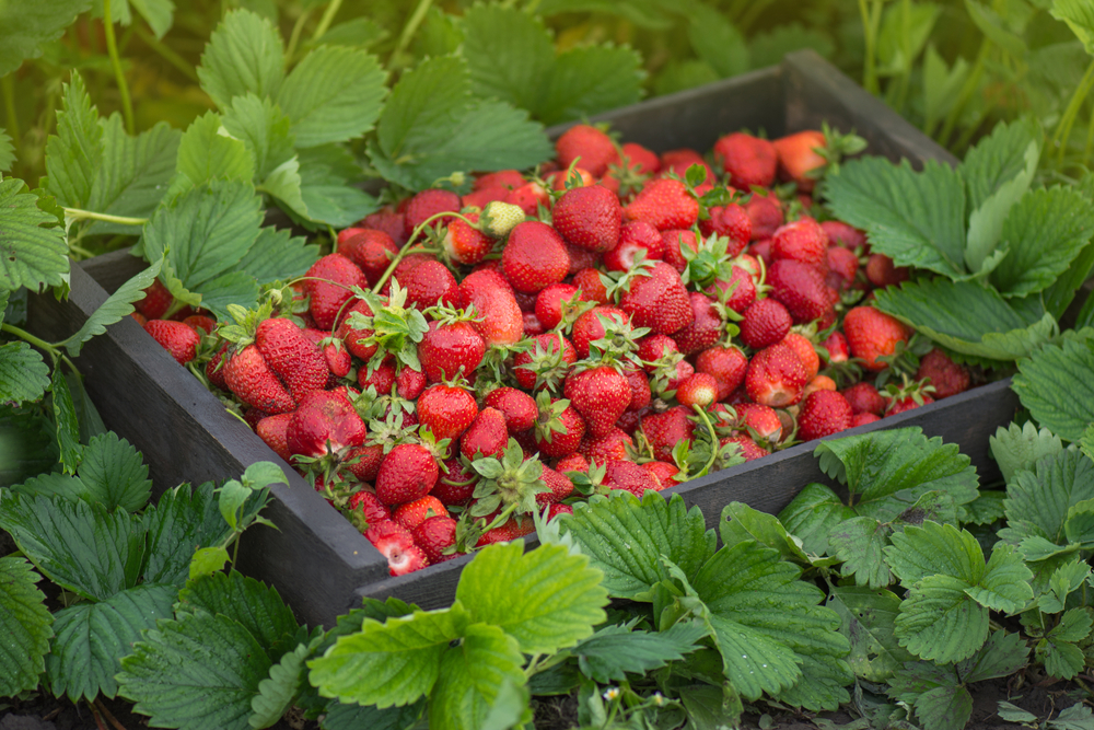 plantation fraises
