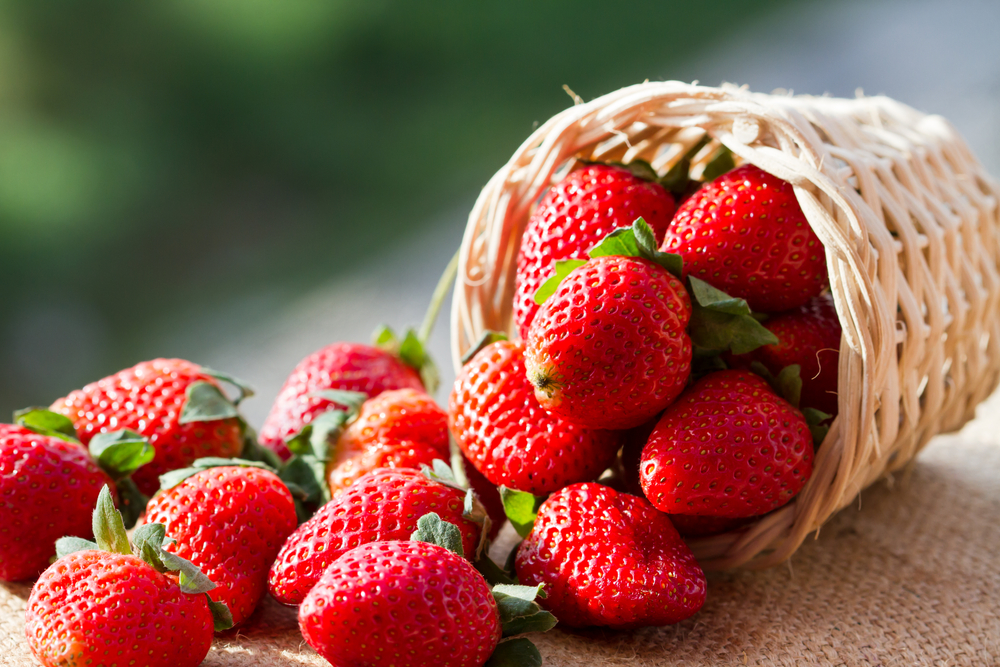 variété de fraises à planter