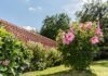Hibiscus plantation, taille et entretien