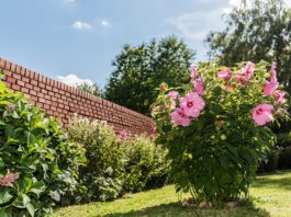 Hibiscus plantation, taille et entretien