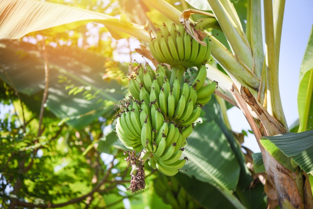 bananier jardin tropical en france