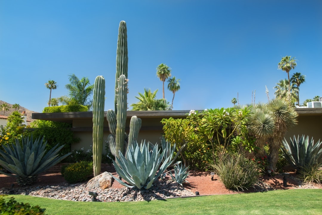 cactus jardin
