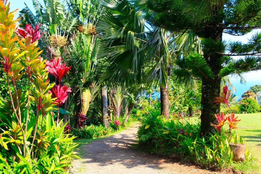 palmiers jardin france