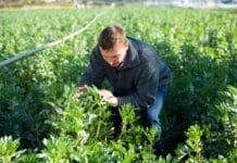 cultiver la feverole engrais vert