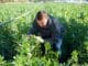 cultiver la feverole engrais vert