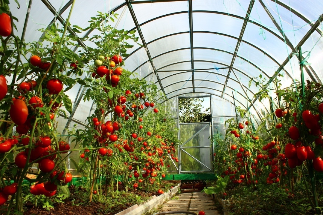serre de jardin tomates