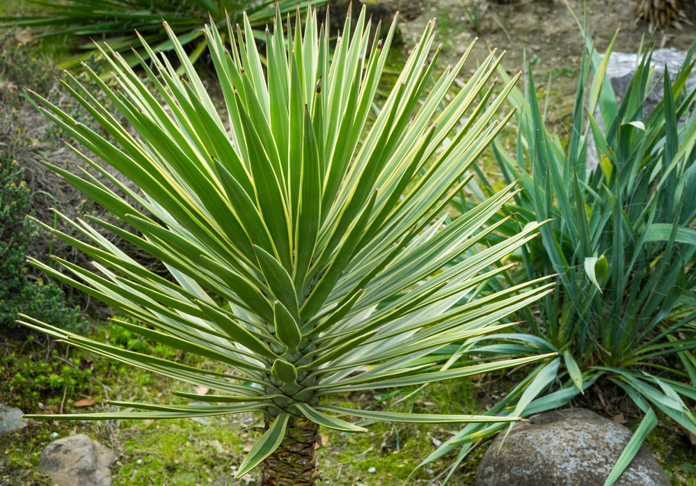 yucca plante grasse