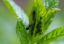 Comment se débarrasser des fourmis naturellement dans le jardin