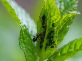 Comment se débarrasser des fourmis naturellement dans le jardin