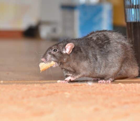 repulsif naturel rat