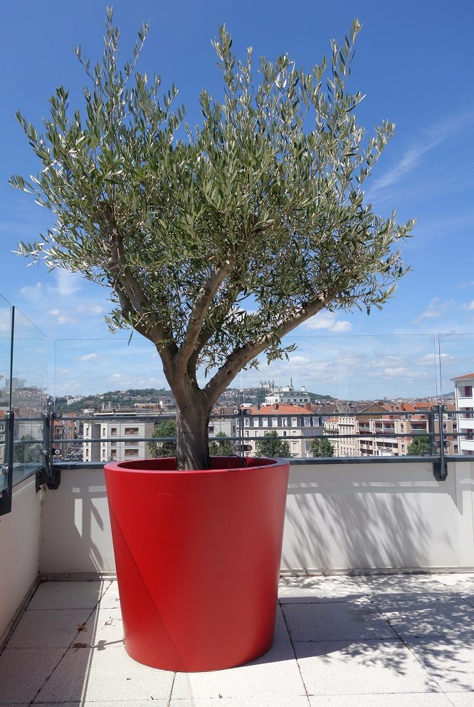 grand pot terrasse olivier