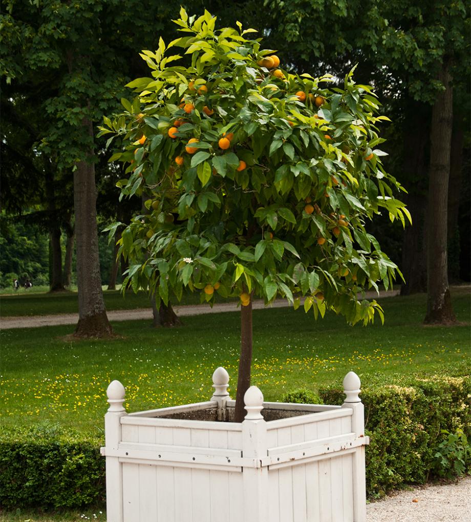 oranger terrasse pot