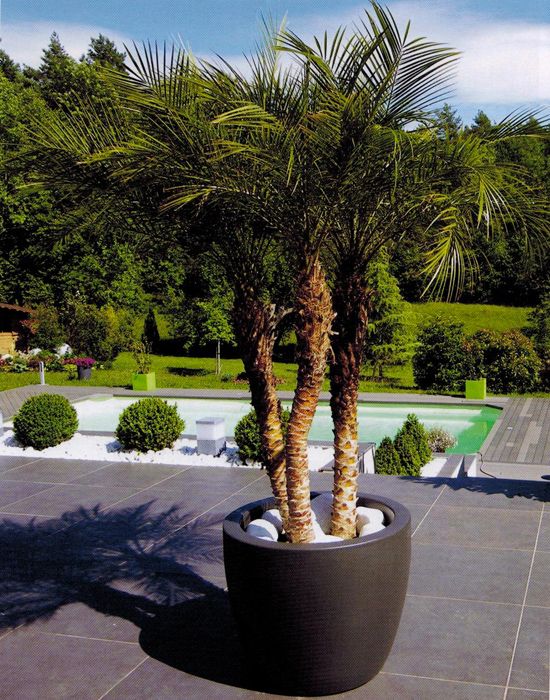 palmier terrasse pot