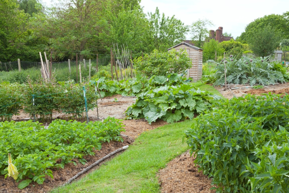 grand potager avec un petit abri de jardin
