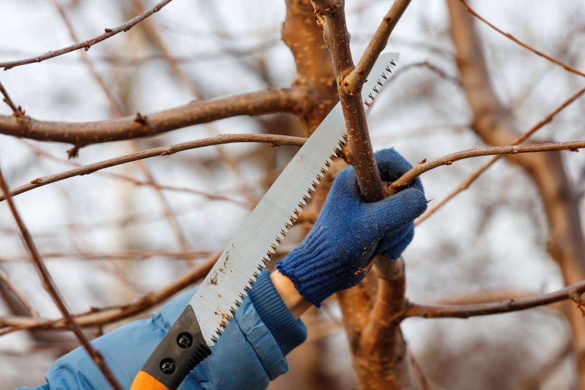 outils de coupe scie à branche