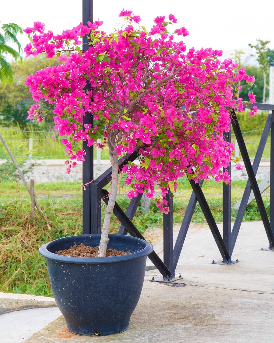 taille bougainvillier
