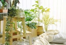 plantes artificielles dans un salon