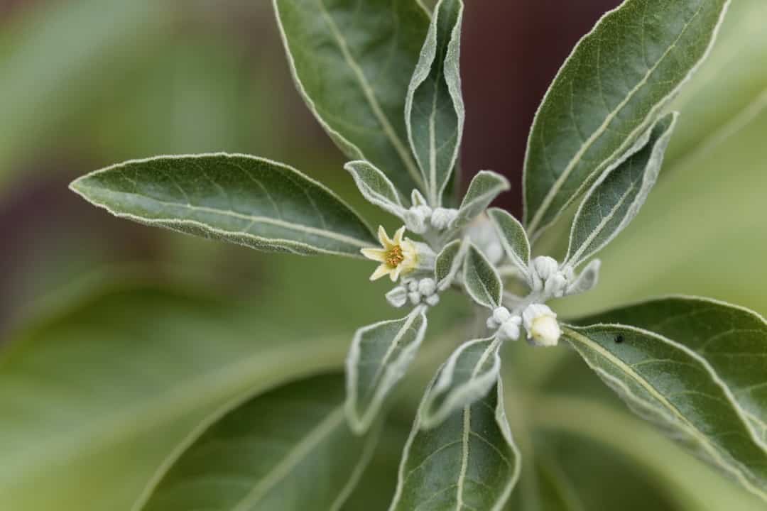 ashwagandha plante adaptogène