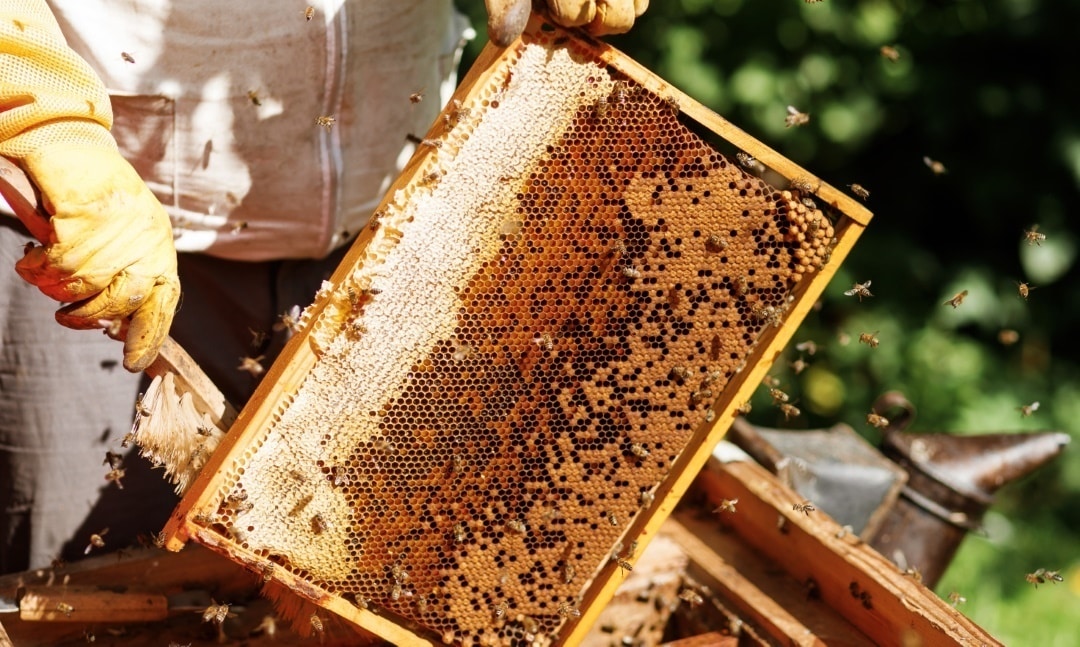 ruche apiculture