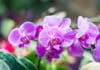 Comment bien entretenir une orchidée  
