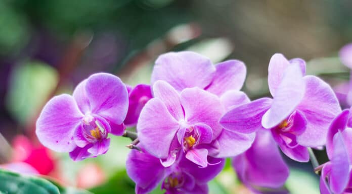 Comment bien entretenir une orchidée  