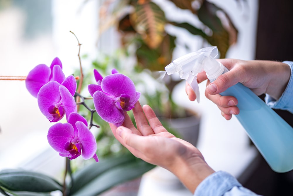 arrosage orchidées