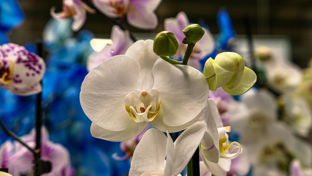emplacement orchidée