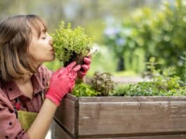 Aménagement paysager comestible créer un jardin qui nourrit le corps et l’âme