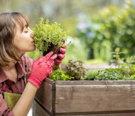 Aménagement paysager comestible créer un jardin qui nourrit le corps et l’âme