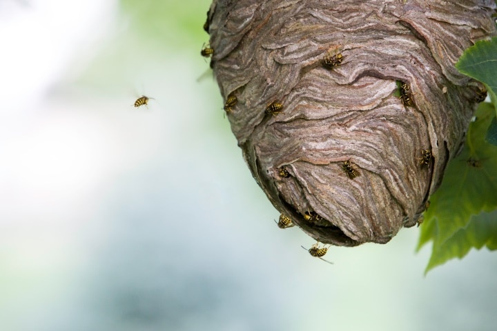 nid de guêpes ou nid d'abeilles